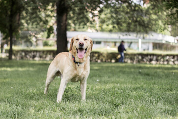 Smiling labrador dog in the city park 