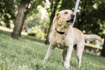 Labrador dog barking at city park. Nice sunny day, summer/spring