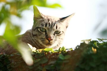 Lovely gray cat sitting at outdoor