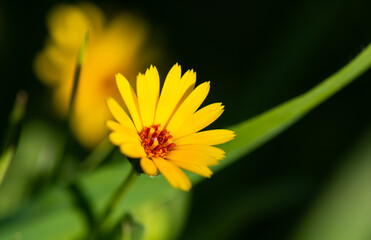 Field Marigold