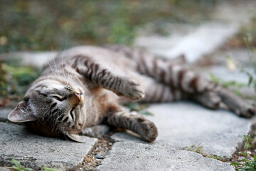 Lovely gray cat sitting at outdoor