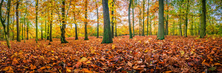 Beautiful sunset scenery of Sherwood forest. Autumn landscape in England 