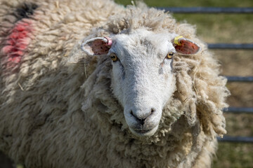 Romney sheep, East Sussex, England