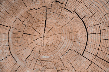 cut wood ring tree-age tree