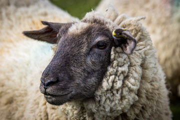 Suffolk Cross sheep, East Sussex, England