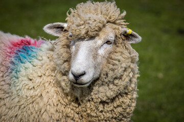 Romney sheep, East Sussex, England