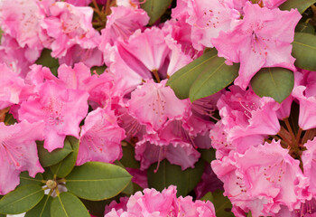 pink flowers of rhododendron 