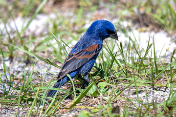 indigo bunting and berries