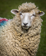 Romney sheep, East Sussex, England