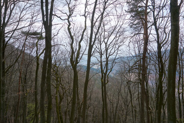 many thin trees in the forest
