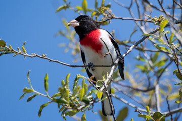 rose breasted grosbeak
