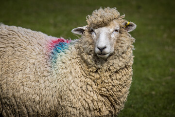 Romney sheep, East Sussex, England