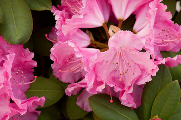 pink flower