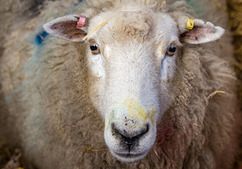 Romney sheep, East Sussex, England