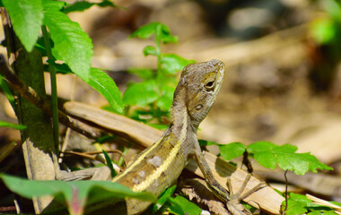 A beautiful Garden Lizard