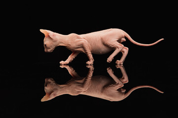 Cute sphynx cat, kitty posing isolated over black studio background