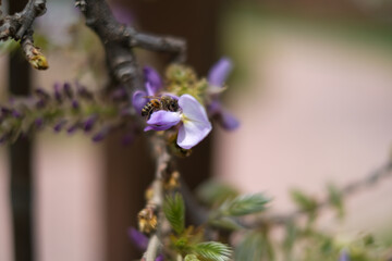 Honeybee is  harvesting pollen from blooming flowers
