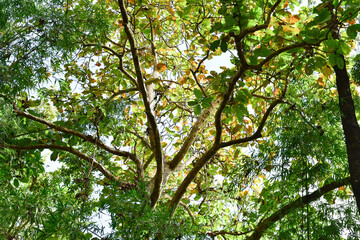 Loei Province Thailand Phu Kradueng National Park. Is one of the attractions of the most famous of...
