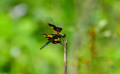 A beautiful Dragonfly