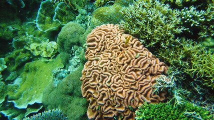 Tropical Fish Corals Marine Reef. Underwater Sea Tropical Life. Tropical underwater sea fishes. Underwater fish reef marine. Tropical colorful underwater seascape. Leyte, Philippines.
