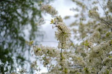 White cherry blossoms, blurred background.