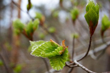 macro of green leaves on branches