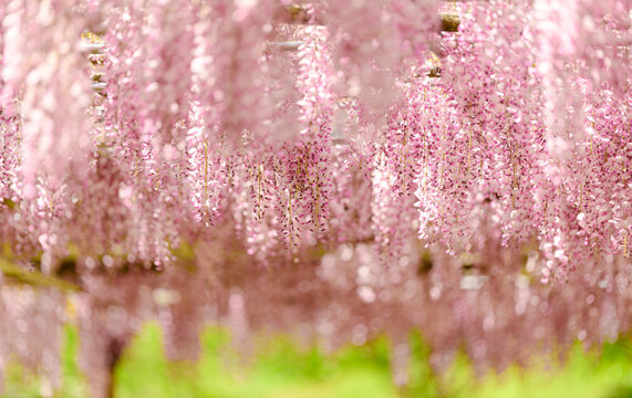 131 Best 歴史 藤の花 花 Images Stock Photos Vectors Adobe Stock