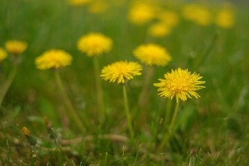 Close up of dandelion outdoors.