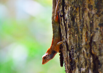 A beautiful Garden Lizard