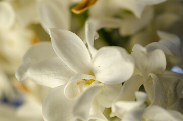 Fototapeta na wymiar White lilac flower , close up