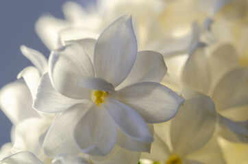 Obraz na płótnie Canvas White lilac flower , close up