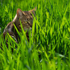 Chat dans les herbes hautes