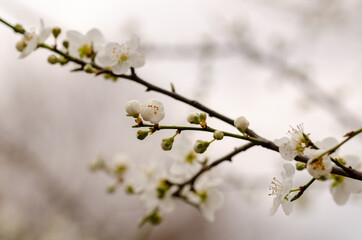 Close up of the spring cherry flowers
