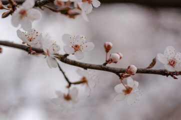 Close up of the spring cherry flowers