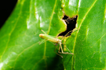 red-eyed grasshopper looking intently at the camera.