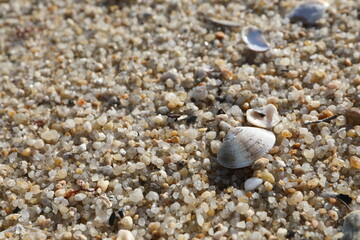 seashells on the beach