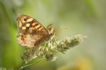 Macro of a butterfly