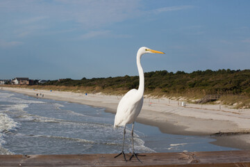 White Egret at the ocean