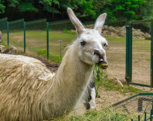 Obraz premium llama in the zoo