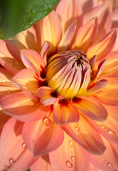 Obraz premium Orange dahlia flower close up in the garden