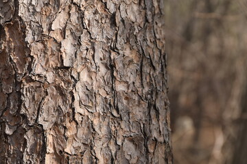 rough texture of tree bark