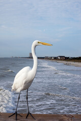 White Egret at the ocean