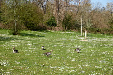 group of wild geese on a green meadow