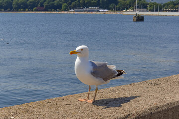 seagull 