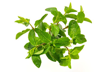 モヒート用のミント、イエルバブエナ © Caito