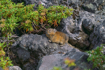 北海道　エゾナキウサギ 