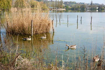 wild geese in a lake with reeds and wooden stakes