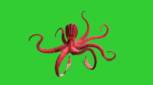 Real Octopus moving on green screen sealife