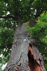Natural monument sign on an old oak tree, Poland