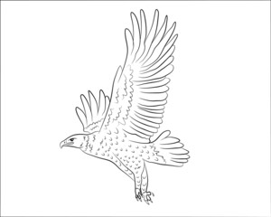 Cartoon flying wild eagle in isolate on a white background. Vector illustration.